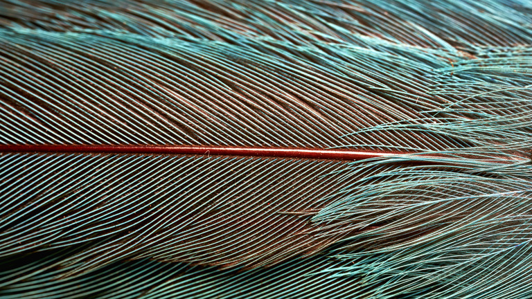 Detail of a blue feather