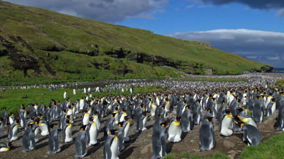 king penguins on grassy cliffs