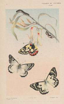 Wood White Butterfly by Arthur Bartholomew. Colour proof a - lithographic ink and pencil on paper