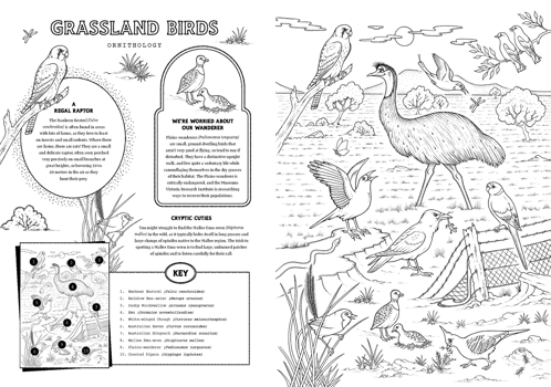 A page titles 'grassland Birds' include 10 bird illustrations. A subsection titled 'A Regal Raptor' explains how Nankeen Ketrels likes to live near farms where rats are plentiful. A second section titled 'We're Worried About Our Wander' explains that the Plains-wanderer is critically endangered and that researchers are trying to recover the population of this flightless bird. A third section 'Cryptic Cuties' explains that Mallee Emu-wrens are easier to hear than see as they hide in long grass.