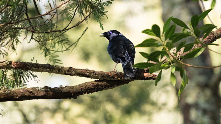 A Satin bowerbird on a branch