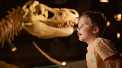  Child looking at dinosaur fossils in Dinosaur Walk exhibition during the Tiny Tours event.