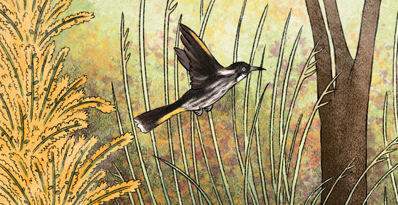 Build a wildlife friendly garden