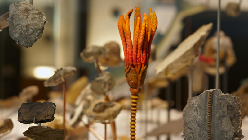 600 Million Years