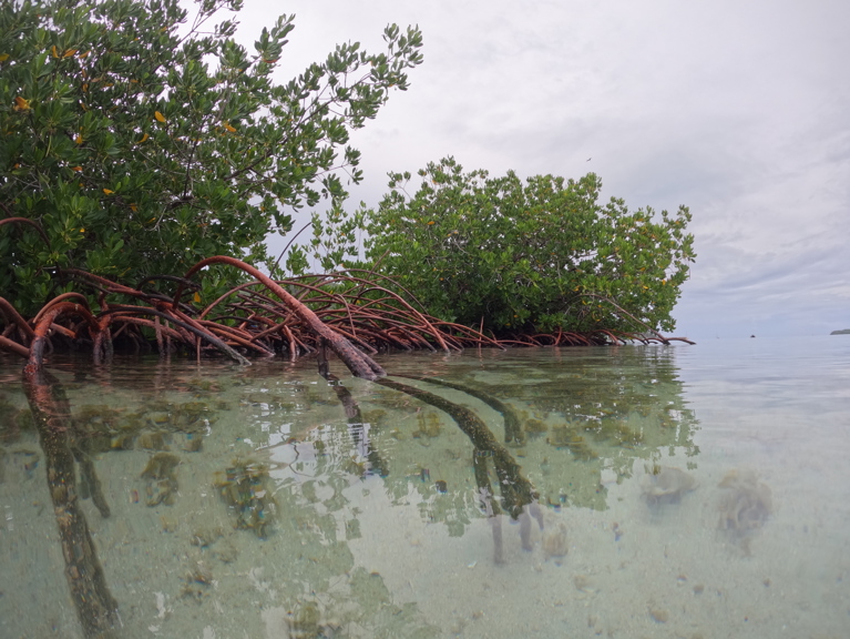 Mangroves in French Polynesia