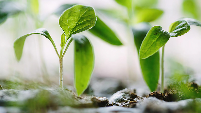 Growing the Future
