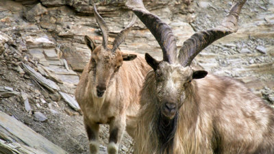Male and female mountain goat.
