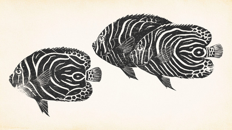 The Paper Argonaut: Adventures in Art, Science and Rare Books