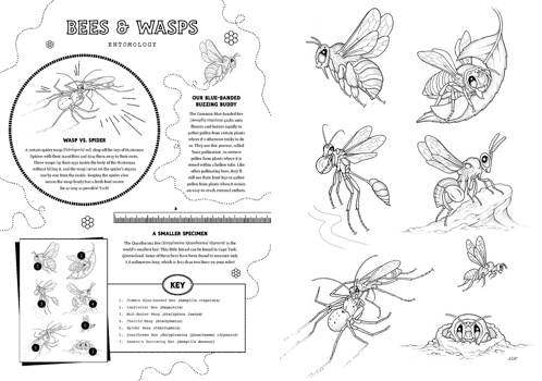 A page titles 'Bees & Wasps' consists of 4 bees and 3 wasp illustrations. A subsection titled 'Wasp vs Spider' details how Spider Wasps delimb huntsmen spiders so they can lay eggs in their bodies which hatch and eat the spider's organs while it's still alive. Yuck! Another section on Blue Banded Bees explains how this bee can shake certain flowers to dislodge hard to reach pollen. A third section on Quasihesma Bees from Queensland says they are the world's smallest bee at only 1.8 millimetres long. 