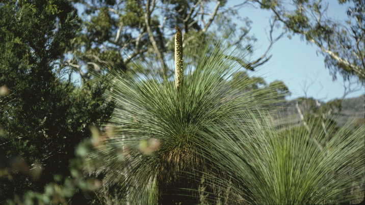  Austral grass tree with blue sky