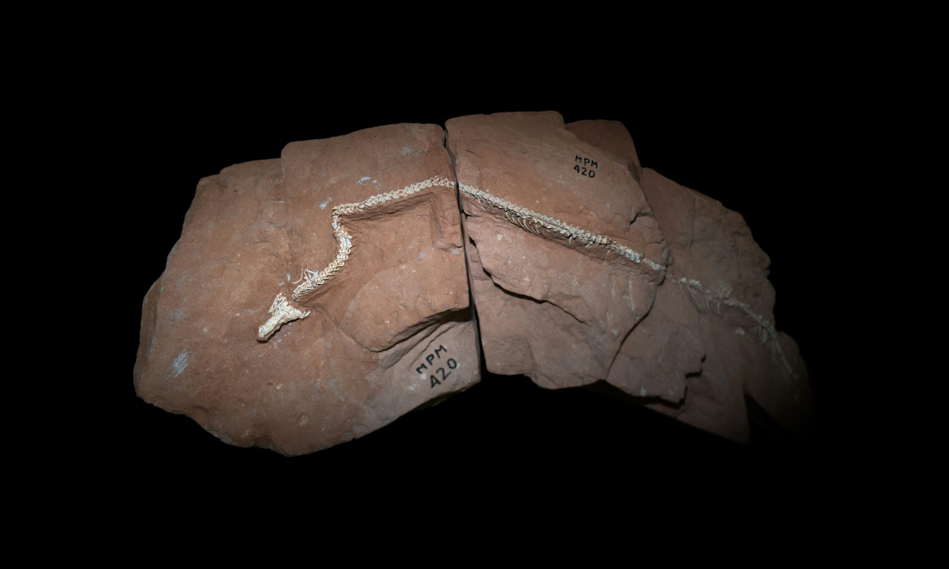 80‑million‑year‑old snake fossil sheds light on why lizards lost their limbs and started slithering