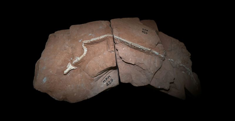 80‑million‑year‑old snake fossil sheds light on why lizards lost their limbs and started slithering