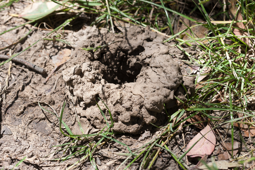 Hole of a land crayfish in a muddy garden