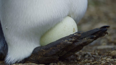 An egg balanced on the feet of a king penguin
