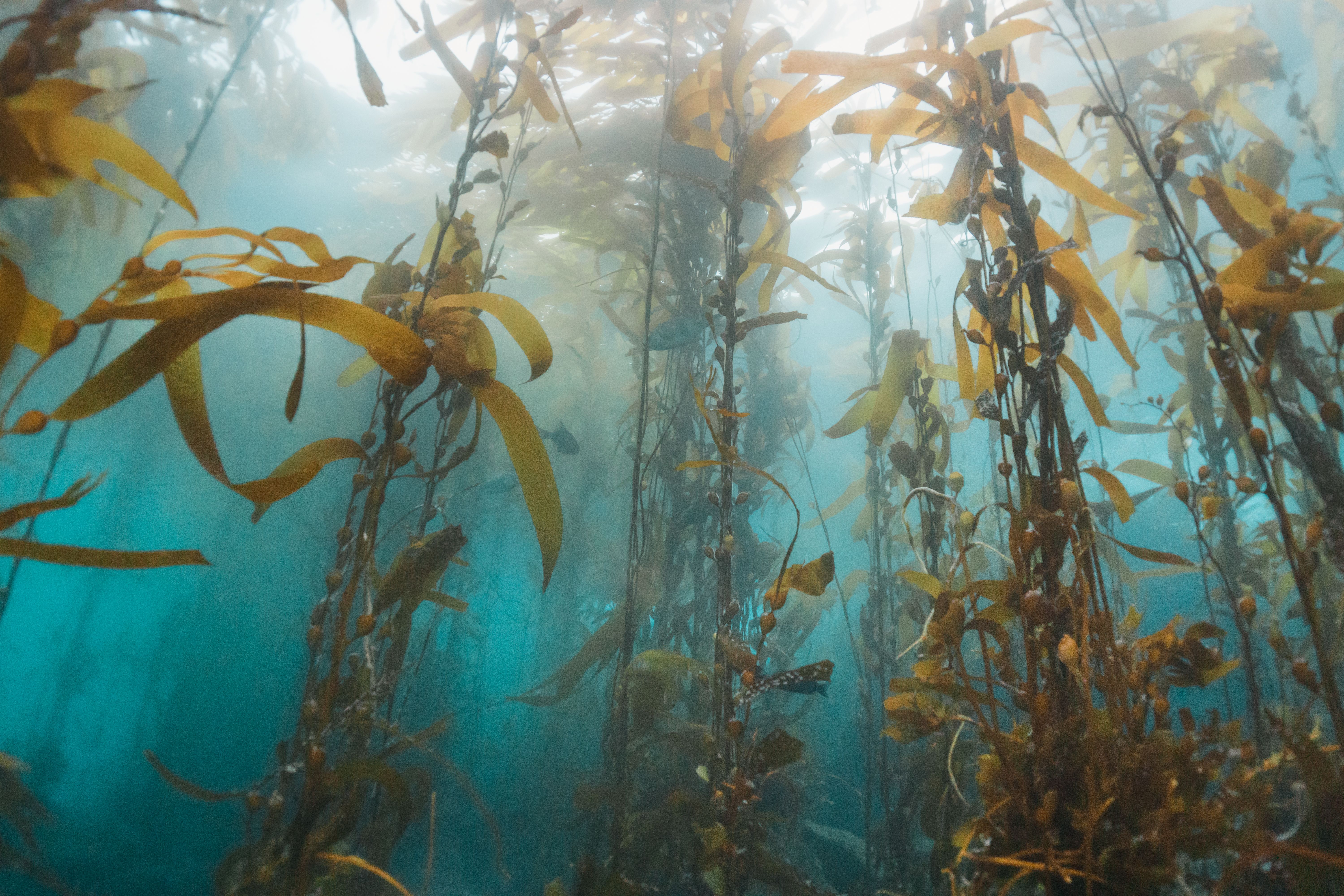 Kelp growing in the ocean water under a Sunbeam