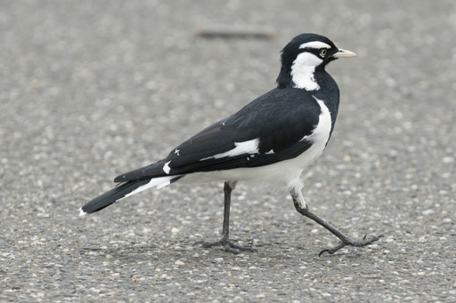 Magpie-lark male