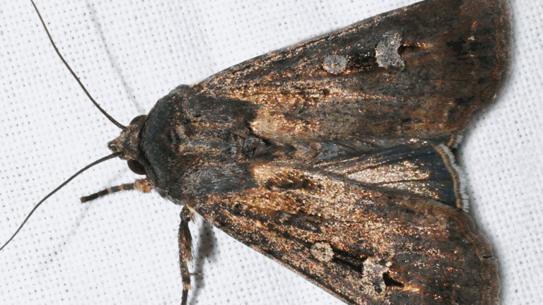 Brown moth on white material