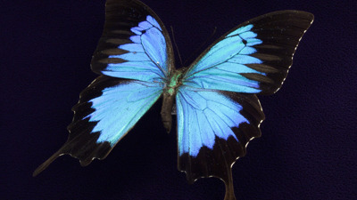 A butterfly with iridescent blue wings