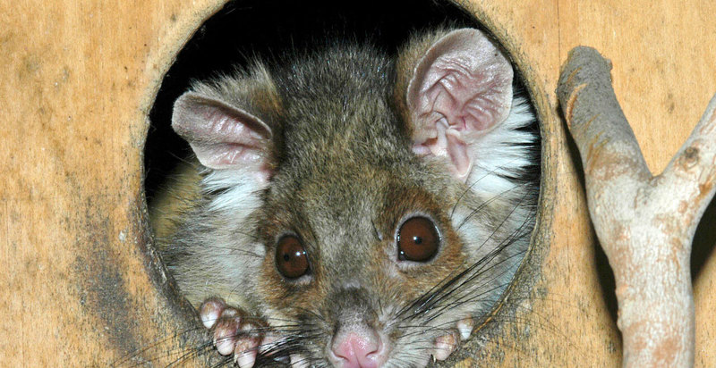 What can I find in the park?