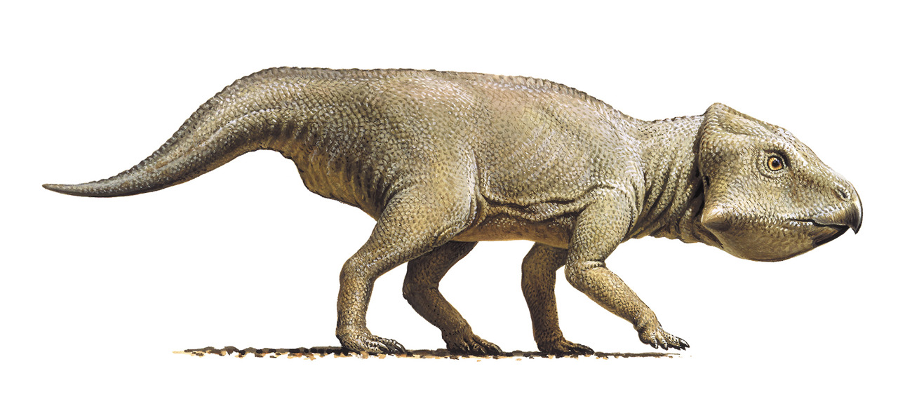 a illustration of a small, beaked dinosaur walking on four legs