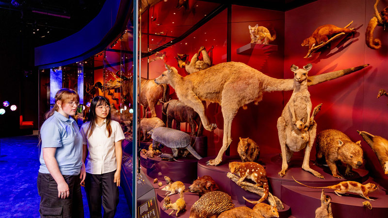 Students observe a range of taxidermied animals from the Our Wondrous Planet exhibition 