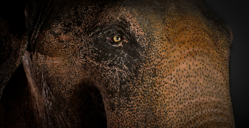 The Journey of Bong Su