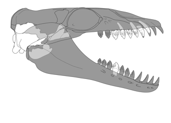 A graphic showing portions of the whale skull that have been found