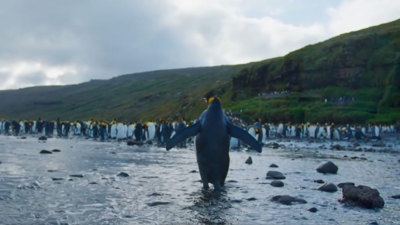A lone king penguin walks towards a waddle of penguins.