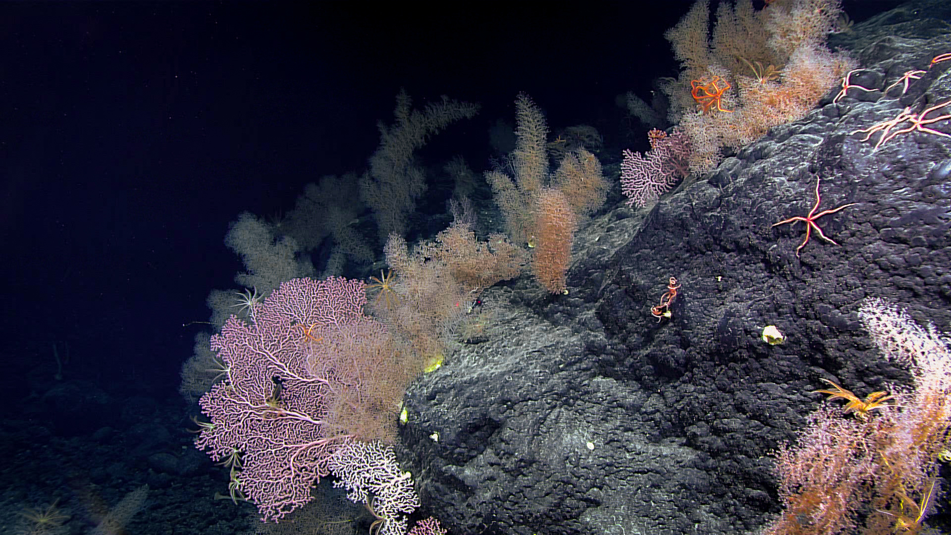 Coral garden 2465m below the surface