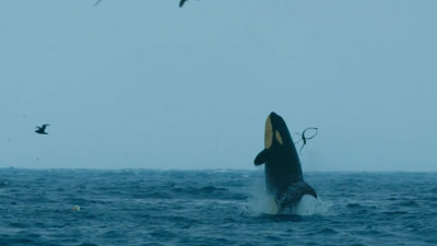 a killer whale jumping out of the ocean