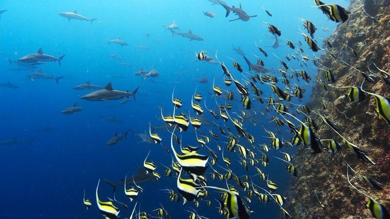 Yellow and black stripe Moorish Idol fish schooling.