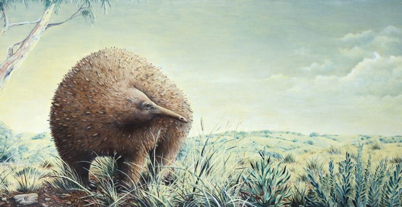 An extinct echidna the size of a small child once roamed Victoria, new fossil shows