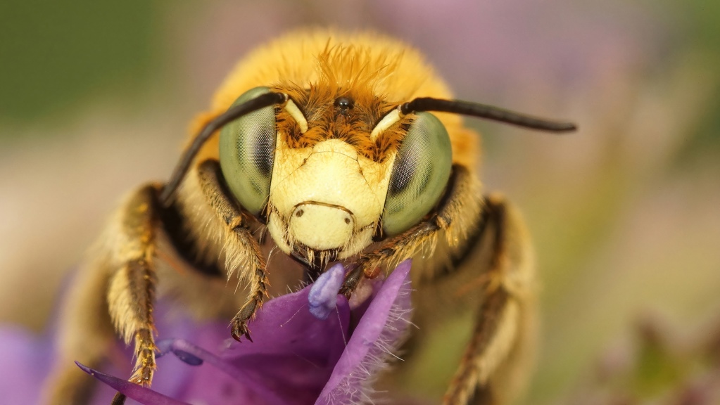 Macro close up of a bee on a flower. 