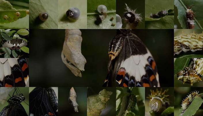 Collage of images showing the life cycle of a butterfly.