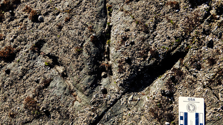 A three toed footprint in rock