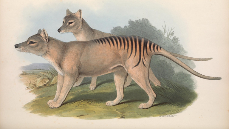 An illustration of a male and female Tasmanian Tiger, Thylacinus cynocephalus, published in The mammals of Australia, 1863.