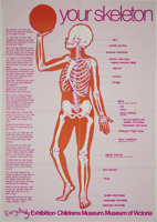 A poster which reads ‘Your Skeleton’ and depicts the bones in a human body.