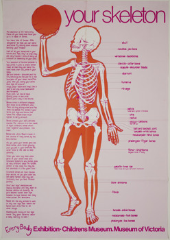 A poster which reads ‘Your Skeleton’ and depicts the bones in a human body.