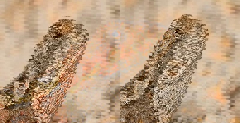 Rare reptiles are moving up mountains as the world warms. They can’t keep doing it forever