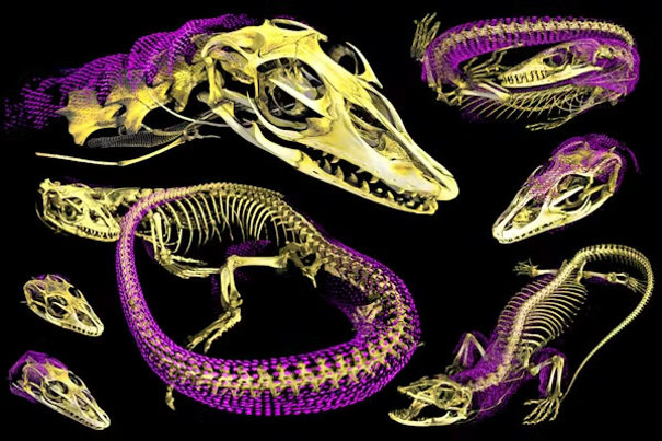 Examples of newly discovered osteoderms (magenta) in Australo-Papuan monitor lizards.