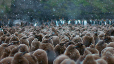 a group of brown baby king penguins