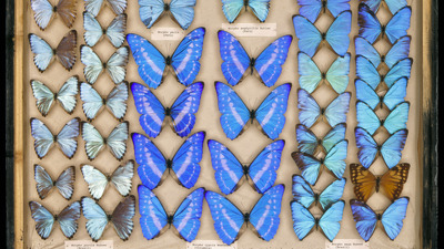 Blue butterflies in a display case.