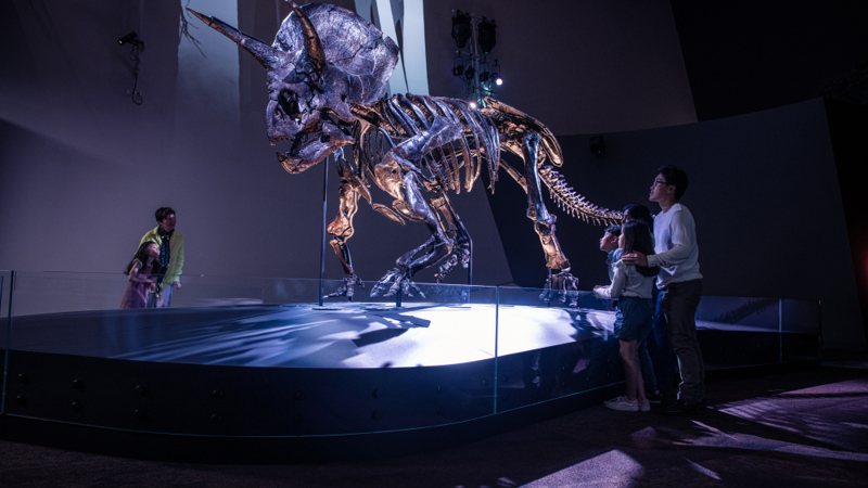 Melbourne Museum visitors viewing Horridus the triceratops fossil.