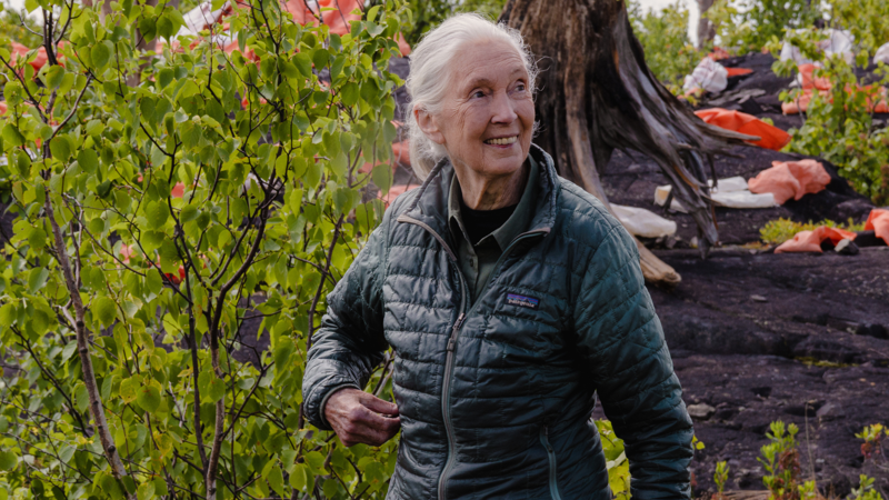 Jane Goodall in her documentary Reasons For Hope.