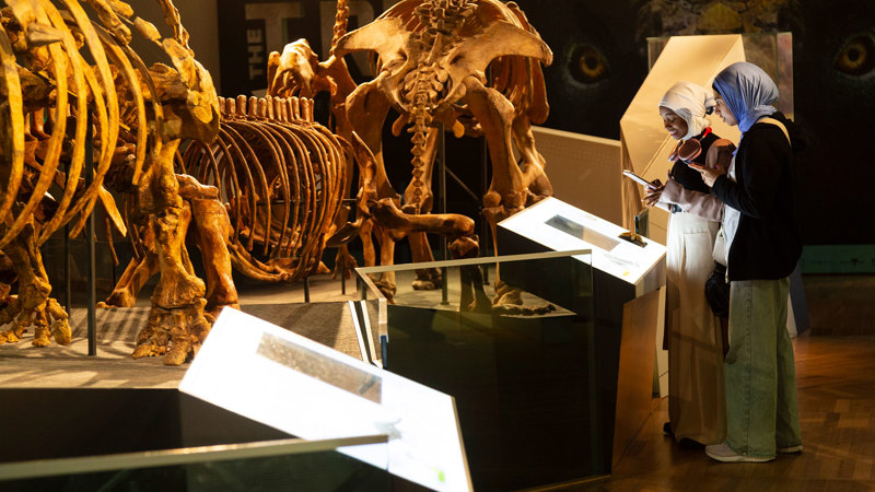 Female students from the River Nile School viewing the Dinosaur Walk exhibition during their visit to Melbourne Museum.
