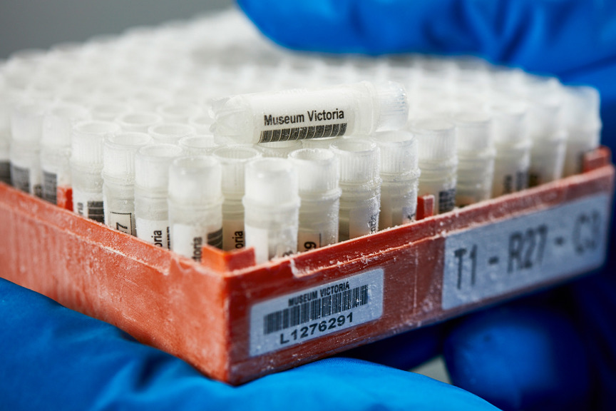 a close up image of a frozen orange tray holding dozens of small vials