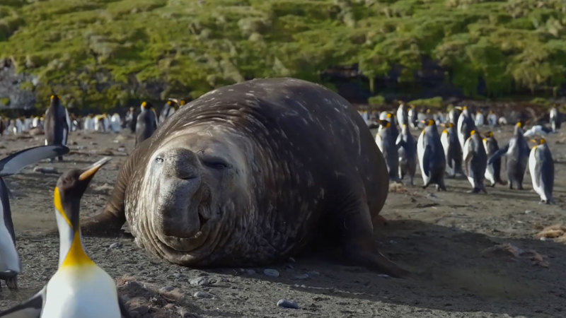 An elephant seal