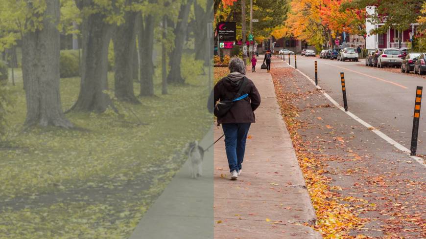 Image of woman walking her dog along a street. The left half of the image is pale and colourless to represent the way dogs see the world.