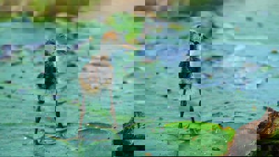 A baby jacana standing on a lilypad