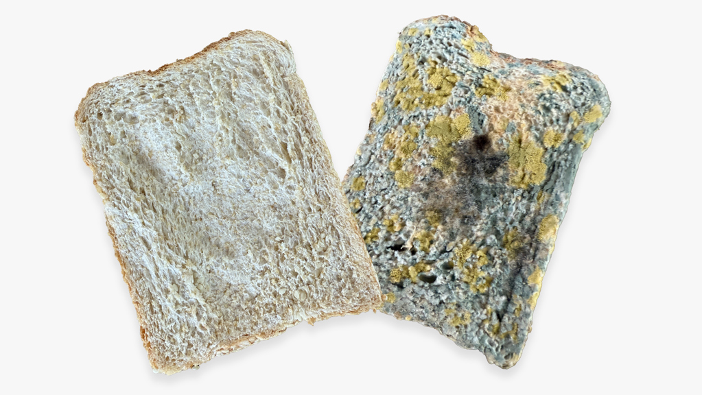 A fresh piece of bread next to a slice that is covered in green and yellow mould